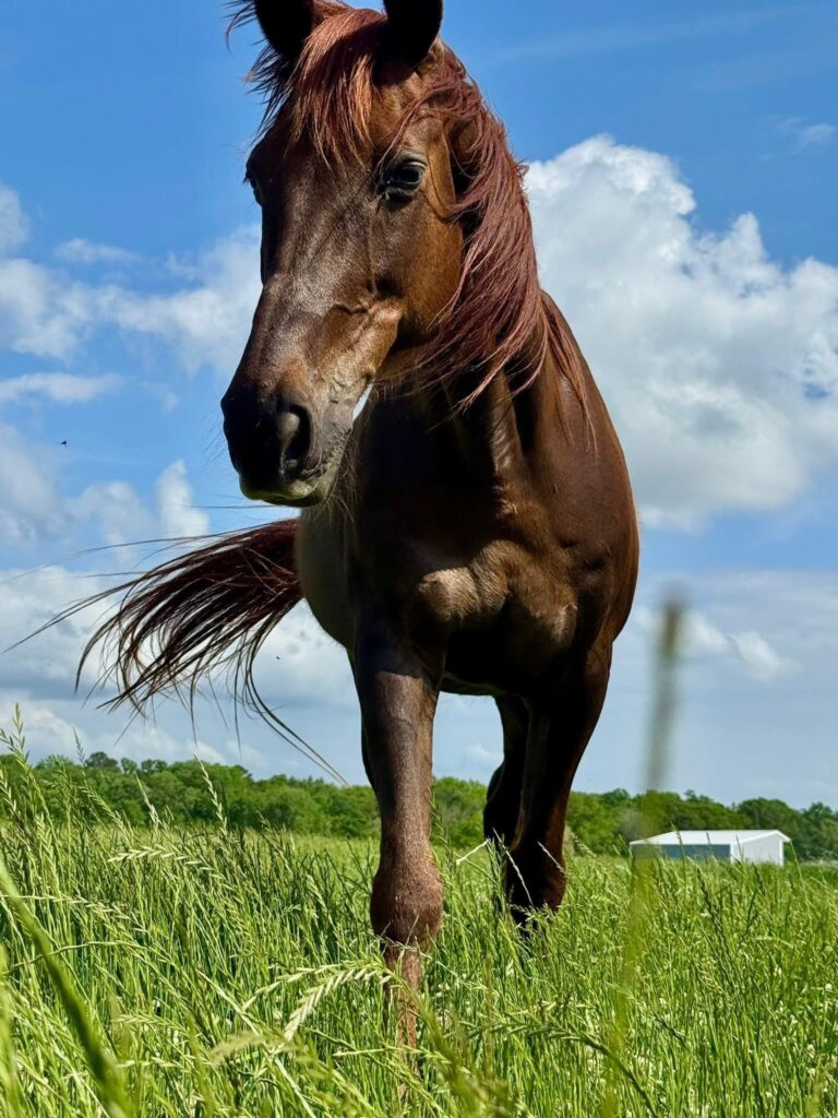 Brown Horse