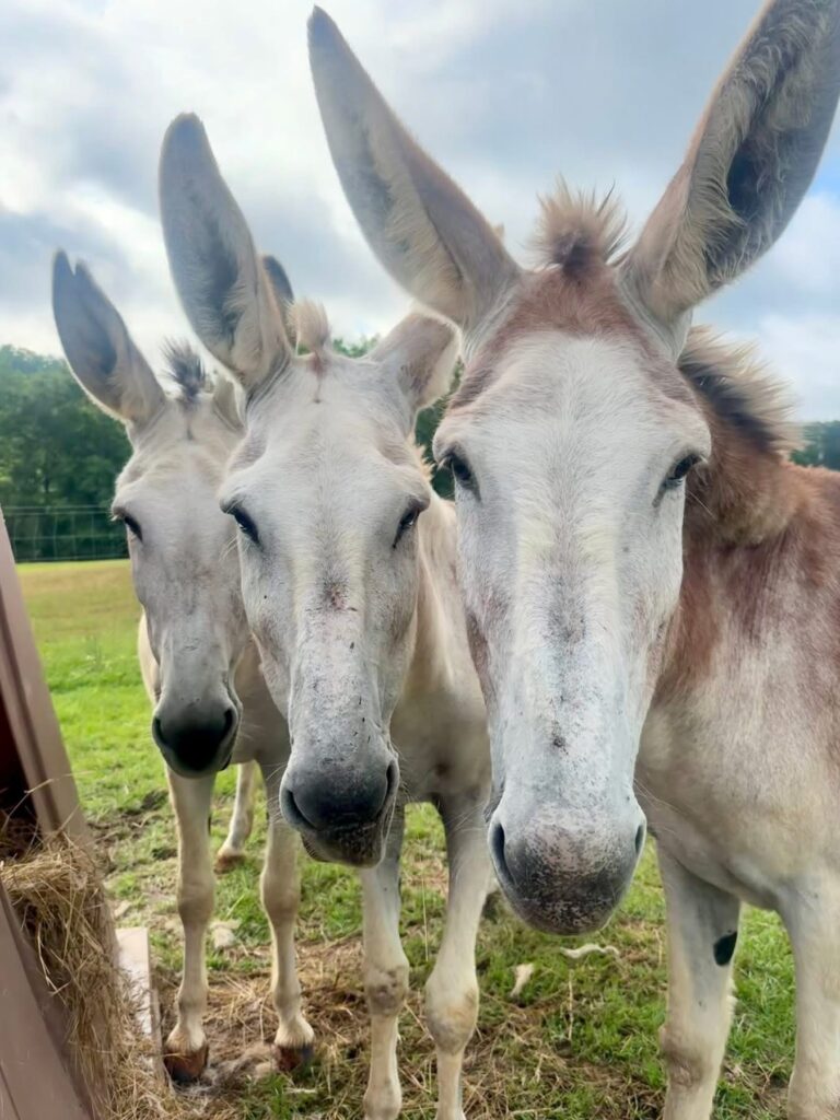 Donkeys