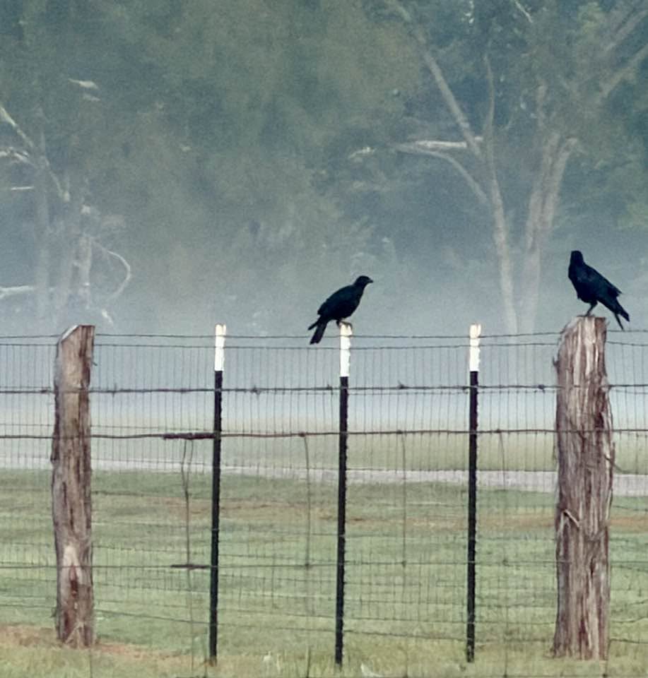 hee-haw-farms-llc-birds